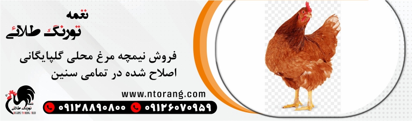 مرغ 5 ماهه محلی